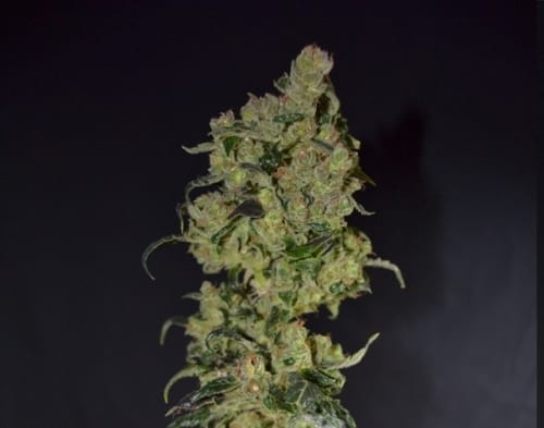 showing 12/12 Photoperiod – Sweet – Beginning of October – image 4 – Seed City