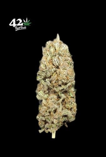 Lemon Cherry Cookies Auto cannabis seeds – Sweet – Auto-Flowering – Outdoor cultivation – image 10 from Seed City
