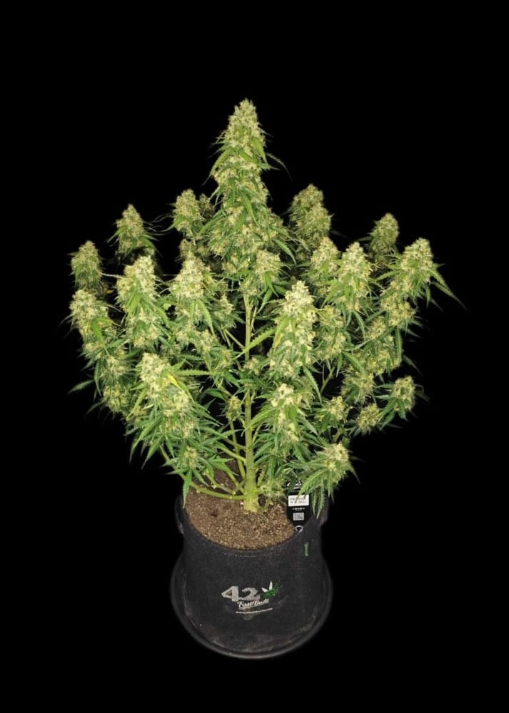 Sour Jealousy Auto cannabis seeds – Sativa-leaning – Auto-Flowering – Super Strength – image 7 from Seed City