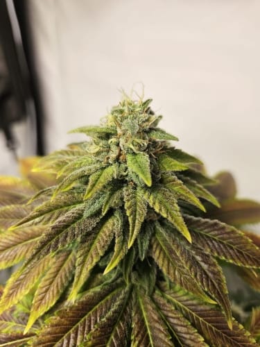 showing Sweet – Outdoor cultivation – 12/12 Photoperiod – image 1 – Seed City