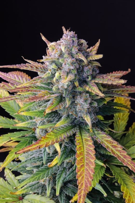 Tropicana Cookies Auto cannabis seeds – Mostly Indica – Good for outdoor grow – Super Strength – image 4 from Seed City