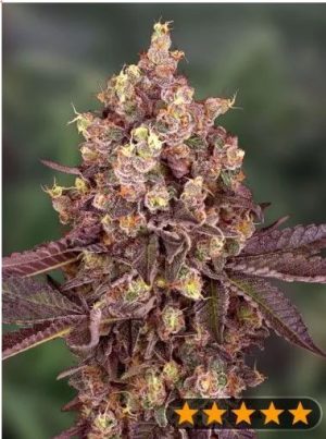 5Star Cherry Pie Auto