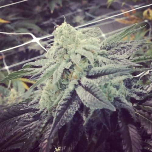 Image 2 of 5th Element cannabis by Elemental Seeds – Indoor-friendly – Female seeds – 12/12 Photoperiod – Seed City