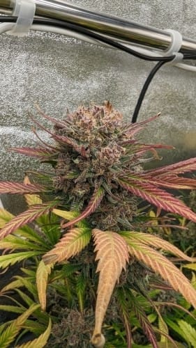 Lemon Cherry Cookies Auto cannabis seeds – Indica Dominant – Guaranteed female plants – Happy – image 11 from Seed City