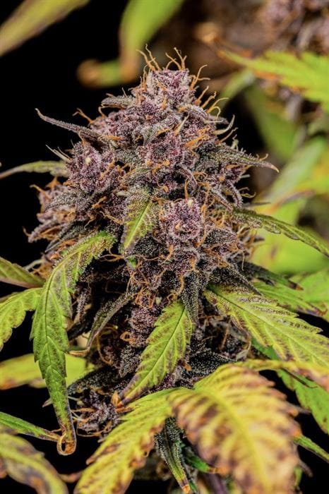 Lemon Cherry Cookies Auto cannabis seeds – Outdoor cultivation – Sweet – Indica Dominant – image 6 from Seed City