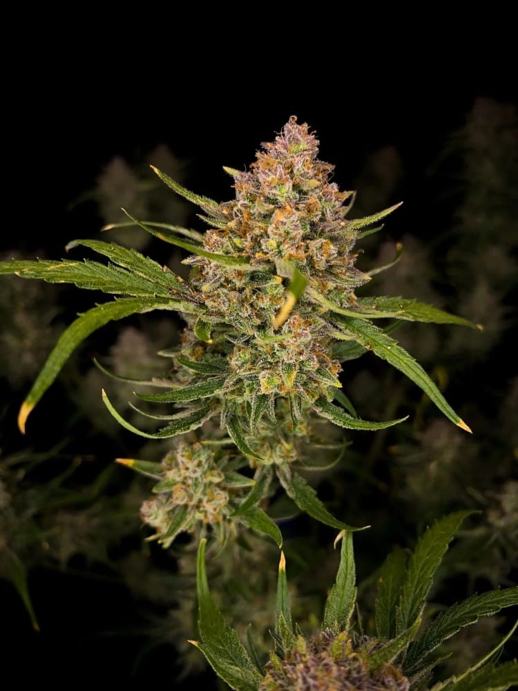 showing 50% Indica/50% Sativa – Sweet – Guaranteed female plants – image 3 – Seed City