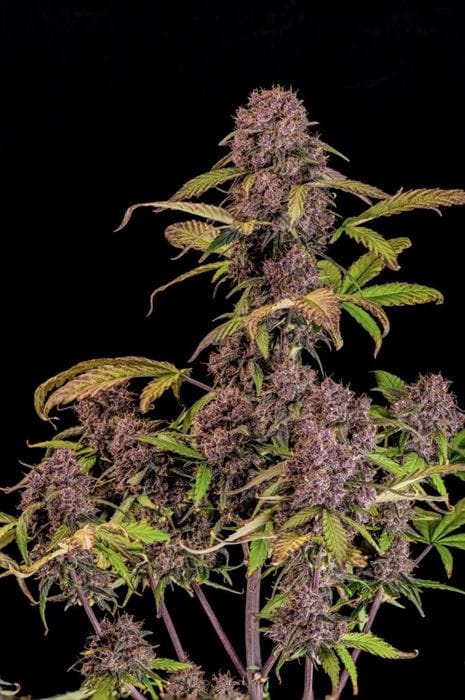 showing Happy – Guaranteed female plants – Super Strength – image 1 – Seed City
