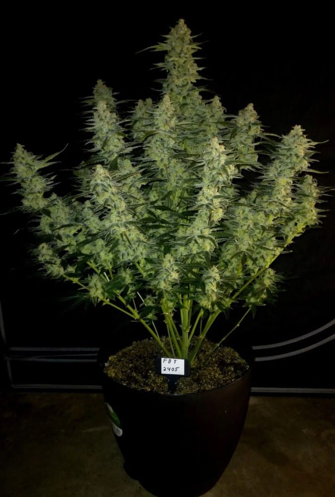 Papaya Cookies Auto cannabis seeds – Focused – Super Strength – Auto-Flowering – image 7 from Seed City