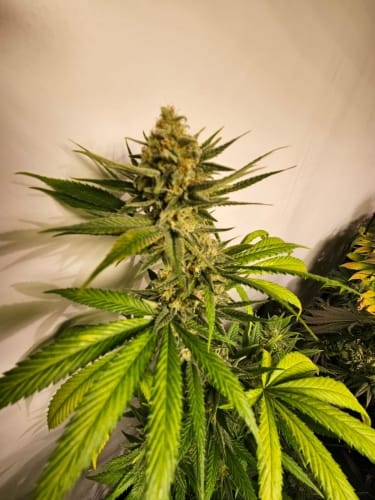 Toad Venom Auto by ElevenThirty Genetics – Good for outdoor grow – Auto-Flowering – Feminized – image 2 – Seed City