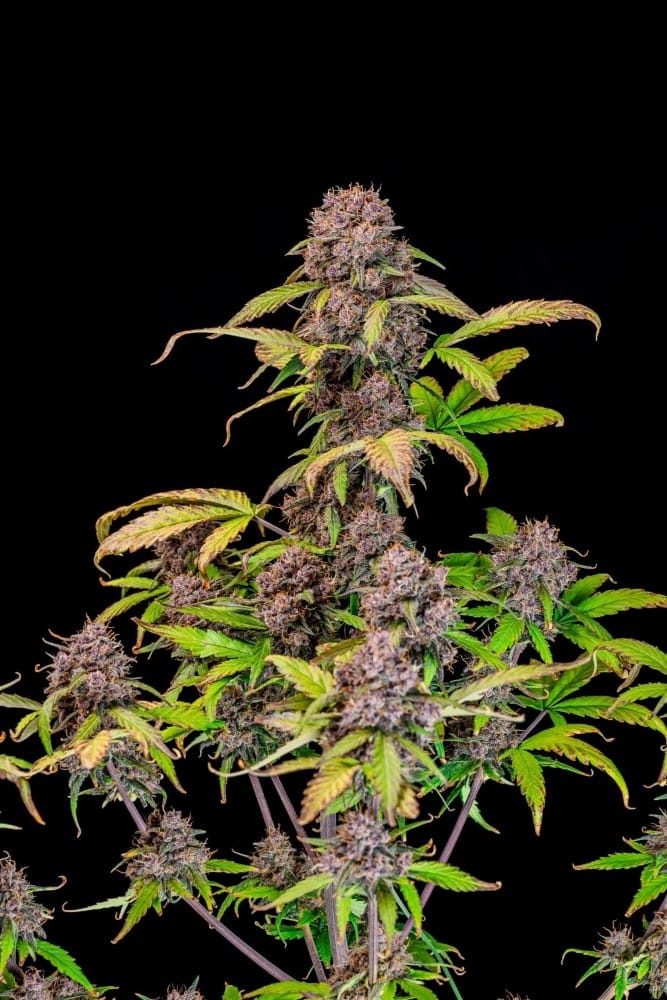 Lemon Cherry Cookies Auto by FastBuds – Auto-Flowering – Happy – Guaranteed female plants – image 2 – Seed City
