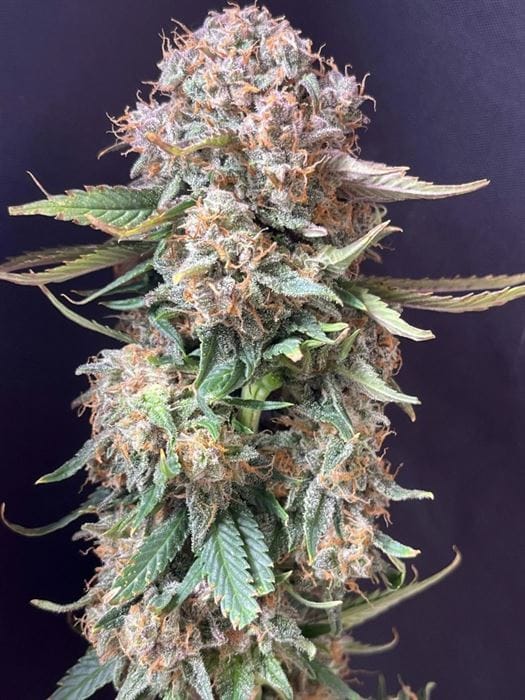 Sour Jealousy Auto by FastBuds – Floral – Euphoric – Large yield – image 9 – Seed City