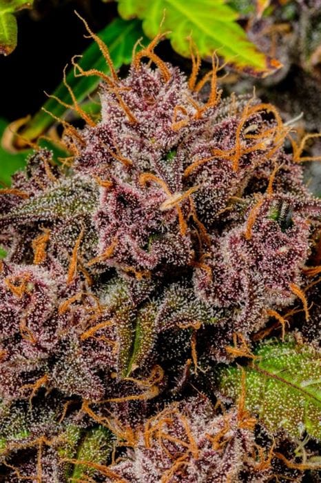 Lemon Cherry Cookies Auto from FastBuds