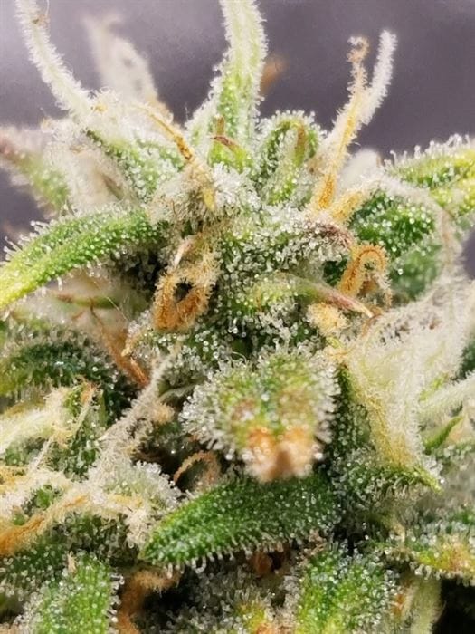 Mostly Sativa – Feminized – Sweet – Pound Cake Auto strain – image 12 – from FastBuds via Seed City