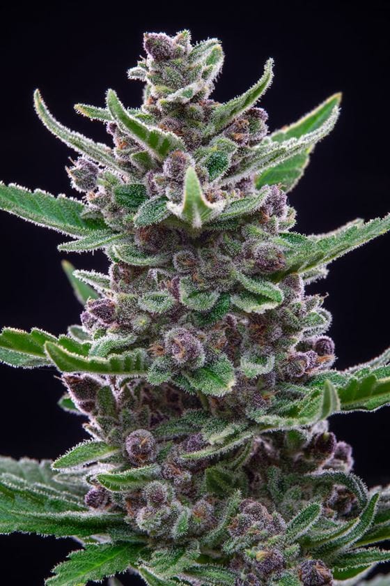 Tropicana Cookies Auto by FastBuds – Super Strength – Relaxing – Feminized – image 5 – Seed City