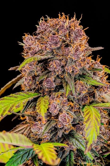 showing Indica Dominant – Happy – Sweet – image 3 – Seed City