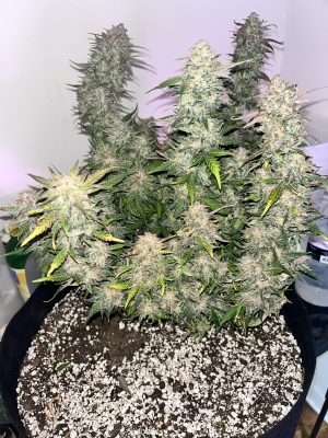 91 Berries Auto