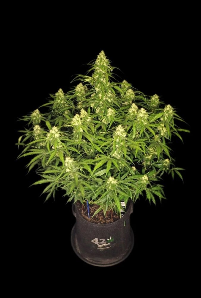 showing Female seeds – Euphoric – Indoor – image 5 – Seed City