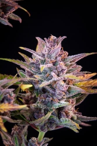 Lemon Cherry Cookies Auto cannabis seeds – Happy – Guaranteed female plants – Super Strength – image 8 from Seed City