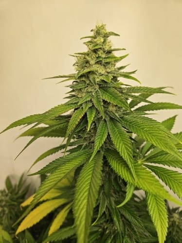 Toad Venom Auto by ElevenThirty Genetics – Indica Dominant – Super Strength – Earthy – image 3 – Seed City