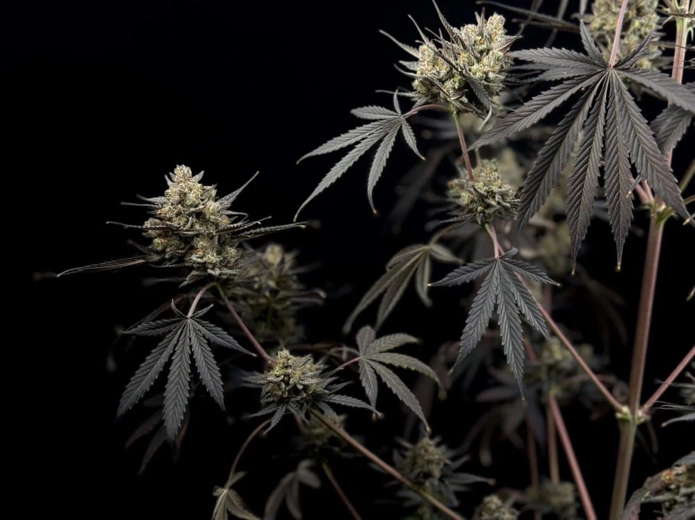 Pound Cake Auto cannabis seeds – Excellent harvest potential – Sweet – Super Strength – image 5 from Seed City