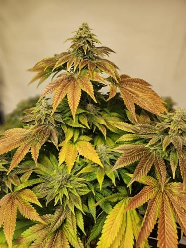 Zerbert Auto cannabis seeds – Happy – Suited for indoor growing – Auto-Flowering – image 3 from Seed City