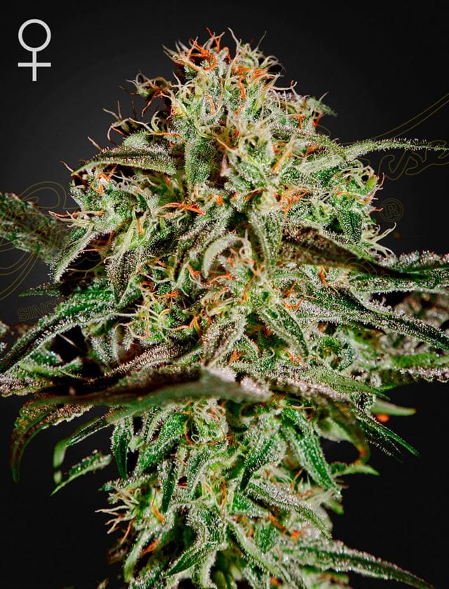 A.M.S. Anti Mold System by Green House Seeds – The End of September – Sweet – Female seeds – image 1 – Seed City