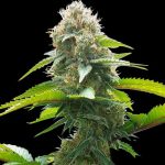 showing The End of September – Mostly Indica – Sweet – image 1 – Seed City