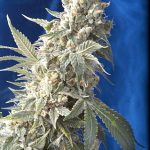 showing Regular – 12/12 Photoperiod – General Pain – image 2 – Seed City