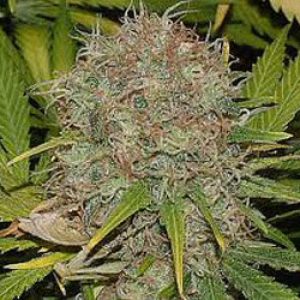 AK48 Automatic by Sagarmatha Seeds – Good for outdoor grow – Female seeds – Auto-Flowering – image 1 – Seed City