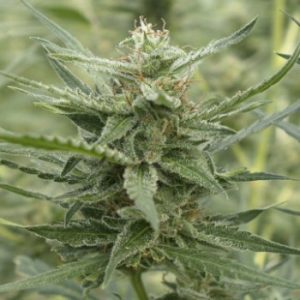 Image 1 of AK 107 cannabis by 710 Genetics – Feminized – 12/12 Photoperiod – Earthy – Seed City