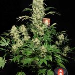 Sweet – The End of October – Mostly Sativa – AK 47 strain – image 1 – from Serious Seeds via Seed City