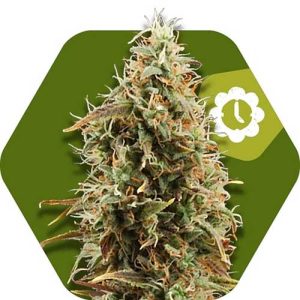 Image 1 of Green AK XL Auto cannabis by Zambeza Seeds – Relaxing – Piney – Short (up to 80cm) – Seed City