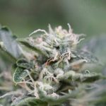 Sativa Dominant – Female seeds – Skunky – AK-74 strain – image 1 – from Seed City Seeds via Seed City