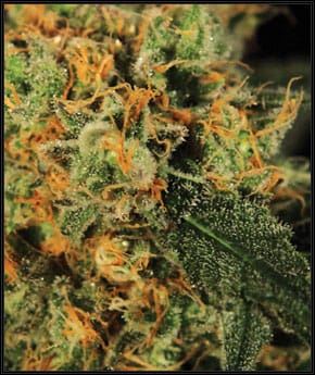 A.M.S. Anti Mold System cannabis – image 2 – Seed City