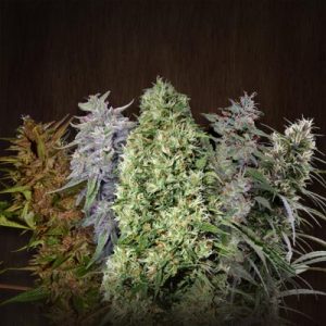 Resistant to Pests – 12/12 Photoperiod – Female seeds – Ace Mix strain – image 1 – from Ace Seed bank via Seed City