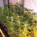 showing Indica – 12/12 Photoperiod – Regular – image 1 – Seed City