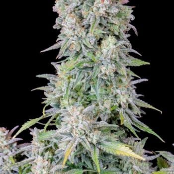 Original Auto Afghan Kush cannabis seeds – Outdoor – Narcotic – Spicy – image 2 from Seed City