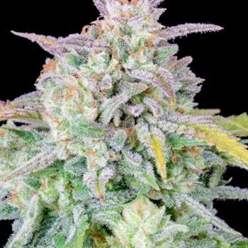 Original Auto Afghan Kush by FastBuds – Auto-Flowering – Resistant to Pests – Indica Dominant – image 3 – Seed City