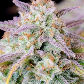 Original Auto Afghan Kush cannabis seeds – Short (up to 80cm) – Super Strength – Spicy – image 5 from Seed City