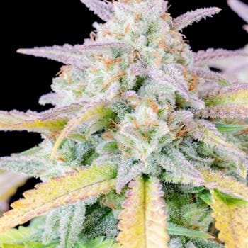 showing Narcotic – Super Strength – Indica Dominant – image 6 – Seed City