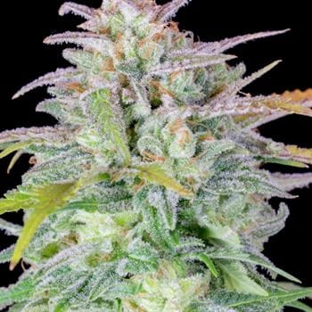 Spicy – Outdoor – Short (up to 80cm) – Original Auto Afghan Kush strain – image 7 – from FastBuds via Seed City