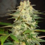 Afghan Kush Ryder von World of Seeds