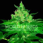 Afghan Kush from World of Seeds