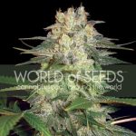 Bild 1 von Afghan Kush Ryder Cannabis von World of Seeds – Feminisiert – Superstark – Überwiegend Indica – Seed City