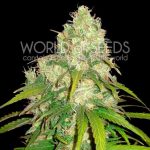 Image 1 of Afghan Kush x Yumboldt cannabis by World of Seeds – Indica – Incense – Suited for indoor growing – Seed City