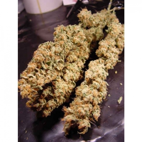 All Kush by Paradise Seeds – Indoor-friendly – Indica Dominant – Musky – image 2 – Seed City