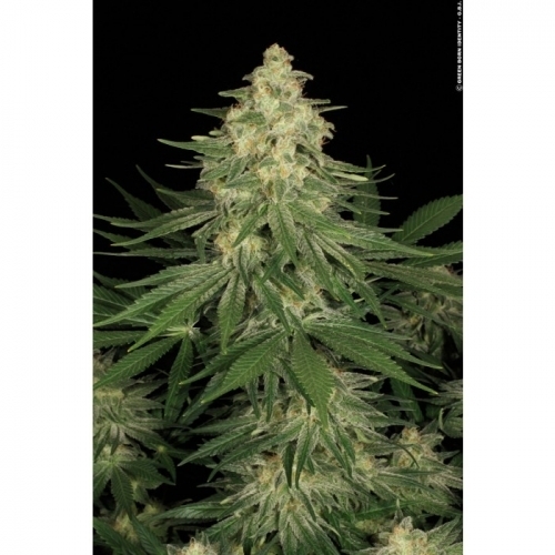 All Kush by Paradise Seeds – 12/12 Photoperiod – Relaxing – Indoor-friendly – image 3 – Seed City