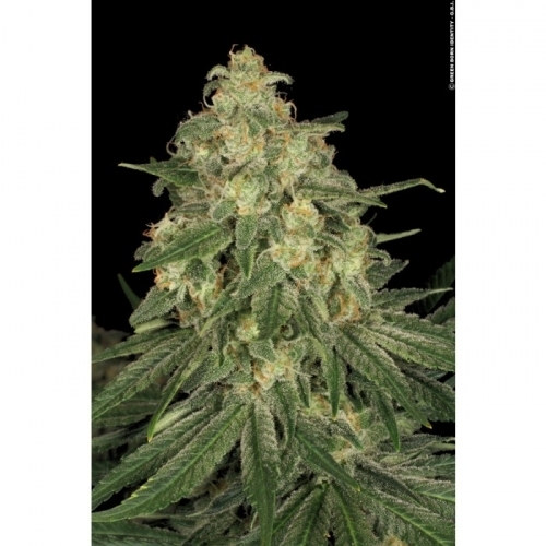 Middle of October – 12/12 Photoperiod – Indoor-friendly – All Kush strain – image 4 – from Paradise Seeds via Seed City
