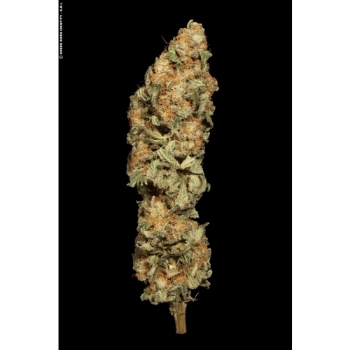 All Kush from Paradise Seeds