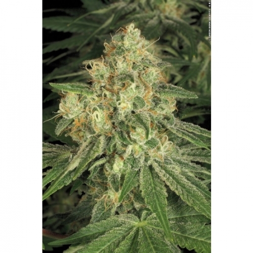 showing Relaxing – Musky – High Yielding – image 5 – Seed City